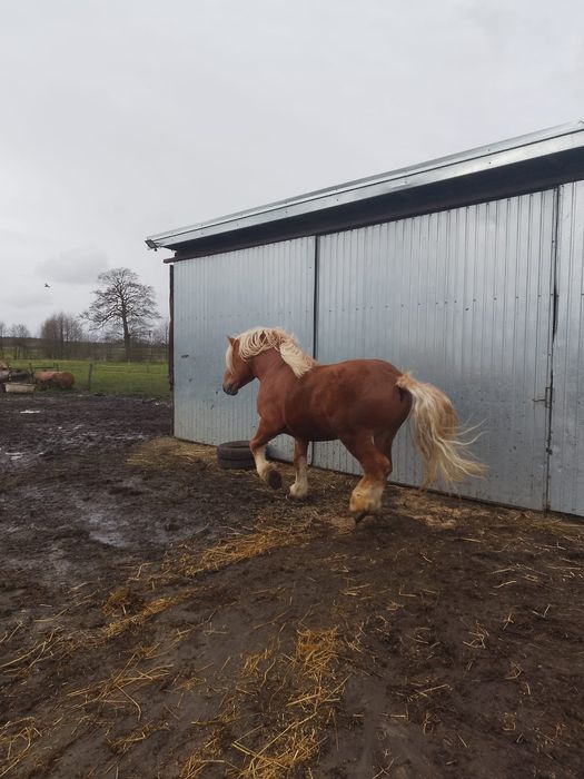 Ogier w typie sokólskim