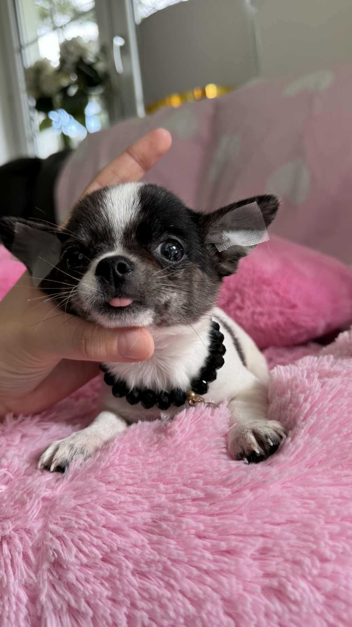 Chihuahua Piesek z Rodowodem*Tricolor* Impuls *Mini*