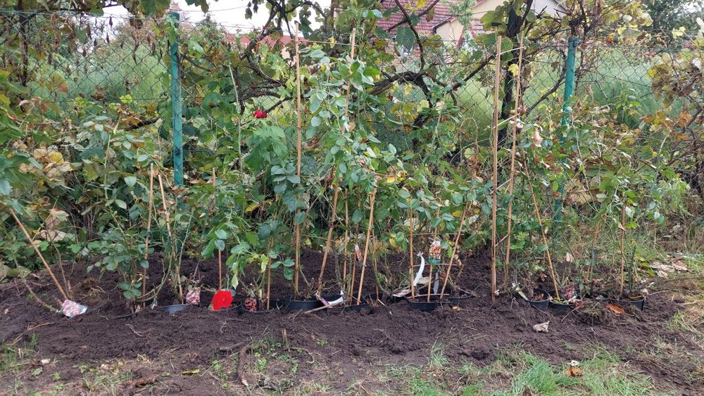 róże pnące, różne kolory