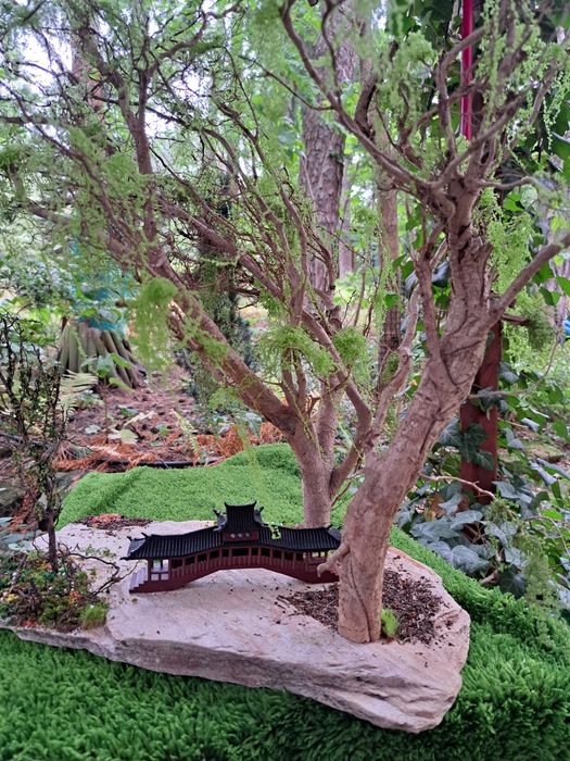 Bonsai który wyglądem broni się sam .