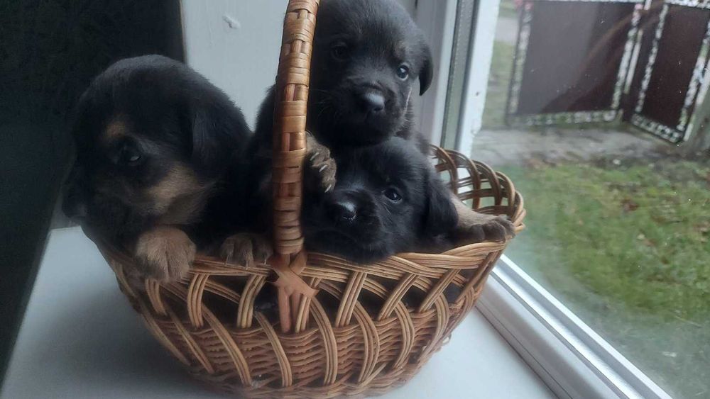 Кому потрібні цуценята?