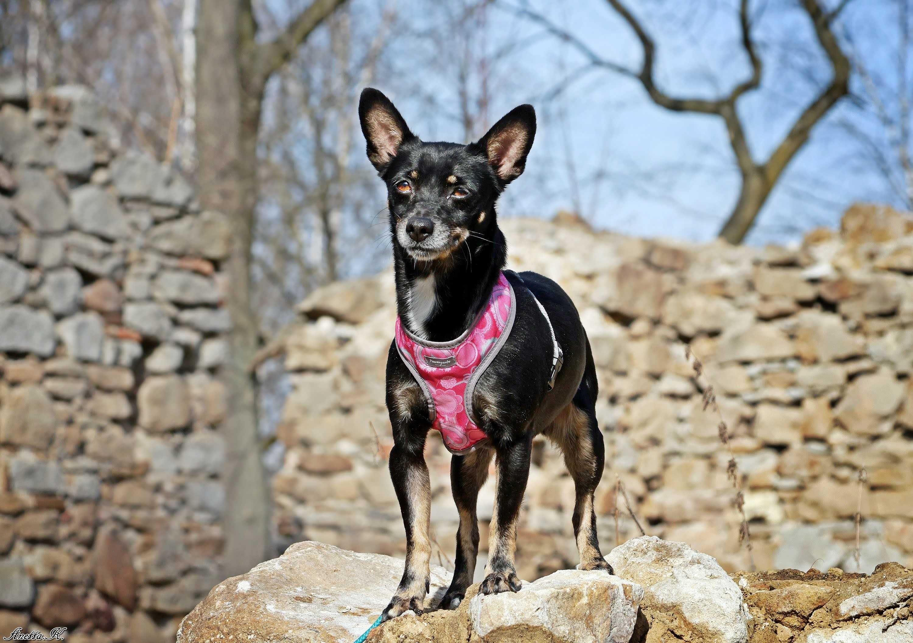 Adopcja: Tekla, 6 kg pinczerka z charakterem i wielkim sercem