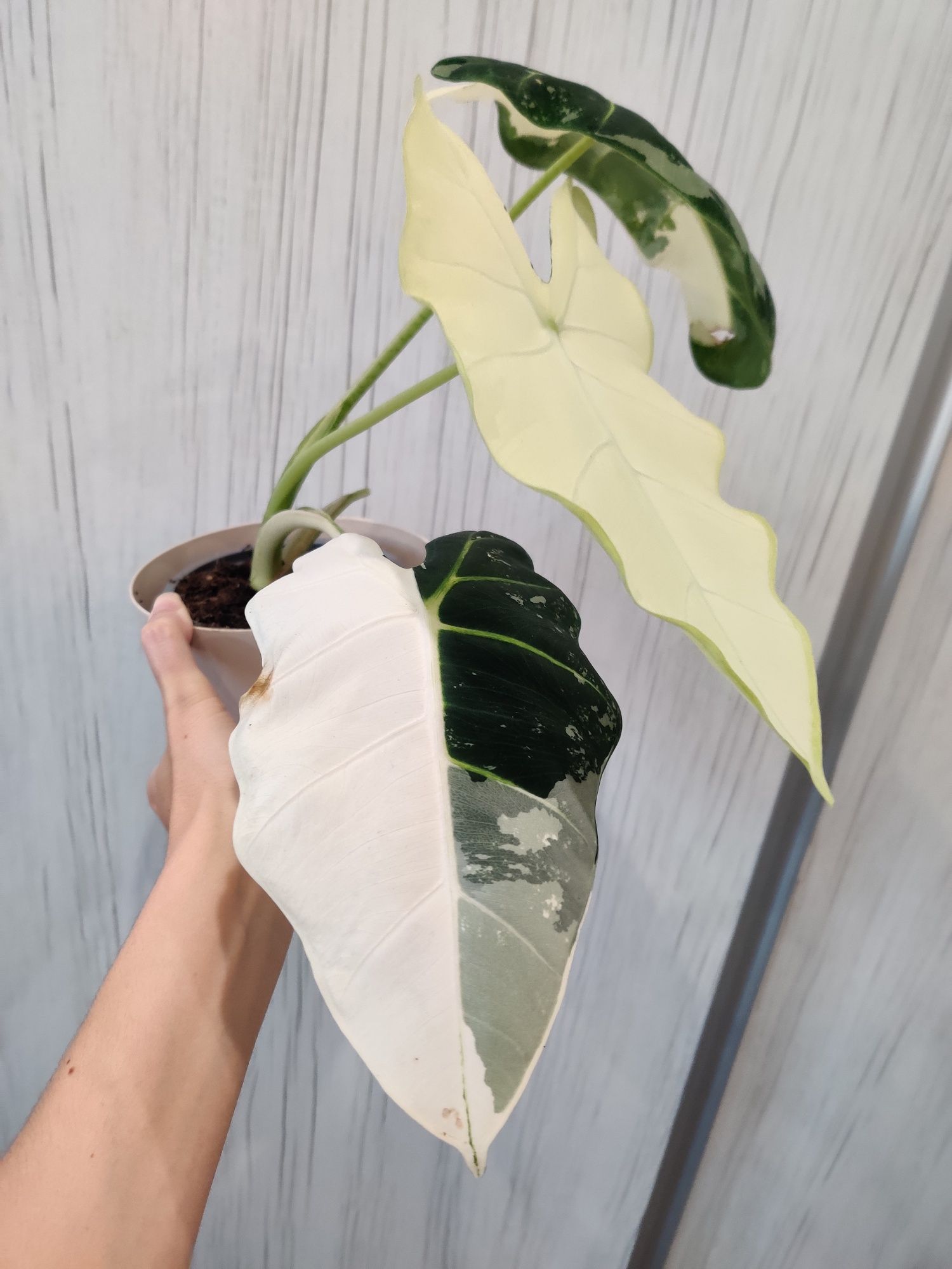 Alocasia frydek Variegata