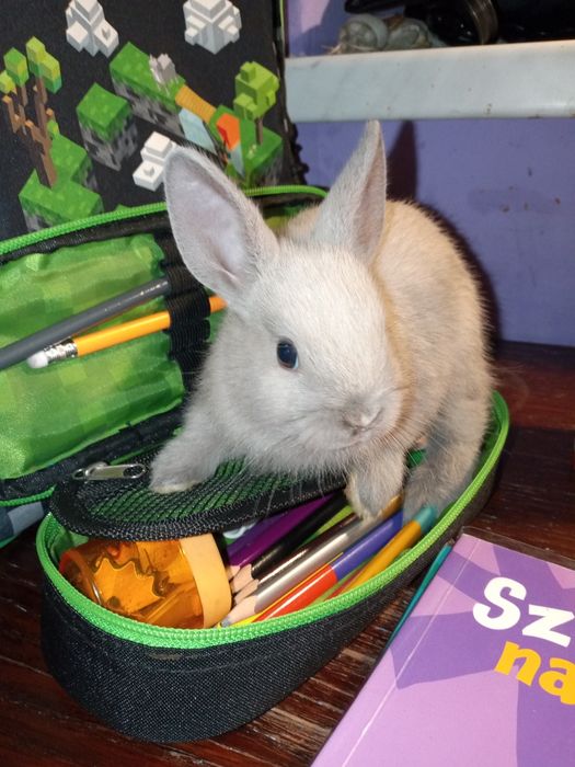 Oddam dwa małe króliki miniaturki