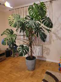 MONSTERA 200cm duża piękna