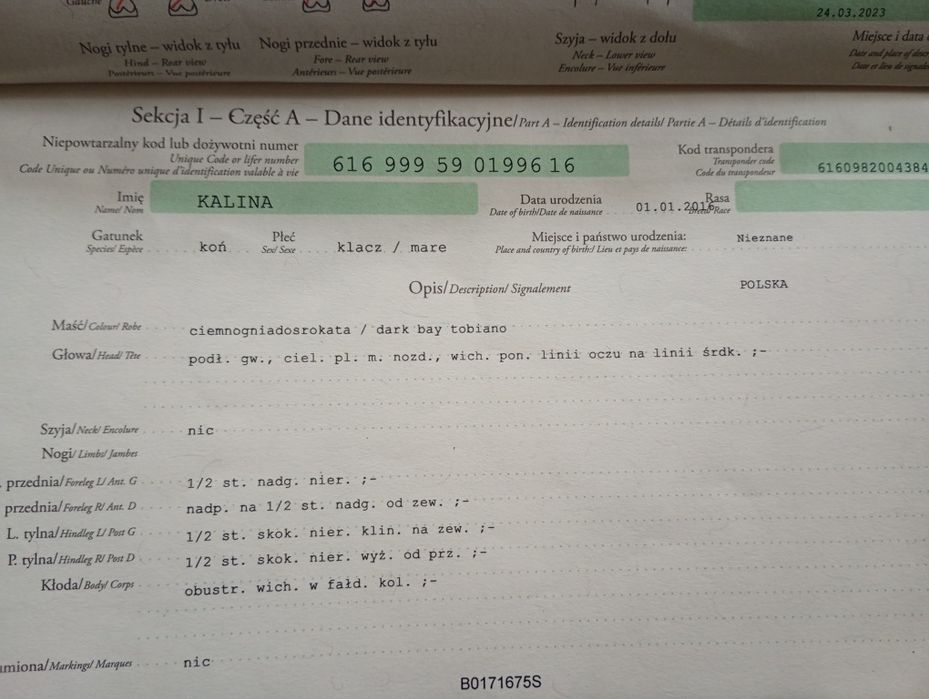 Kucynki dwie na sprzedaż