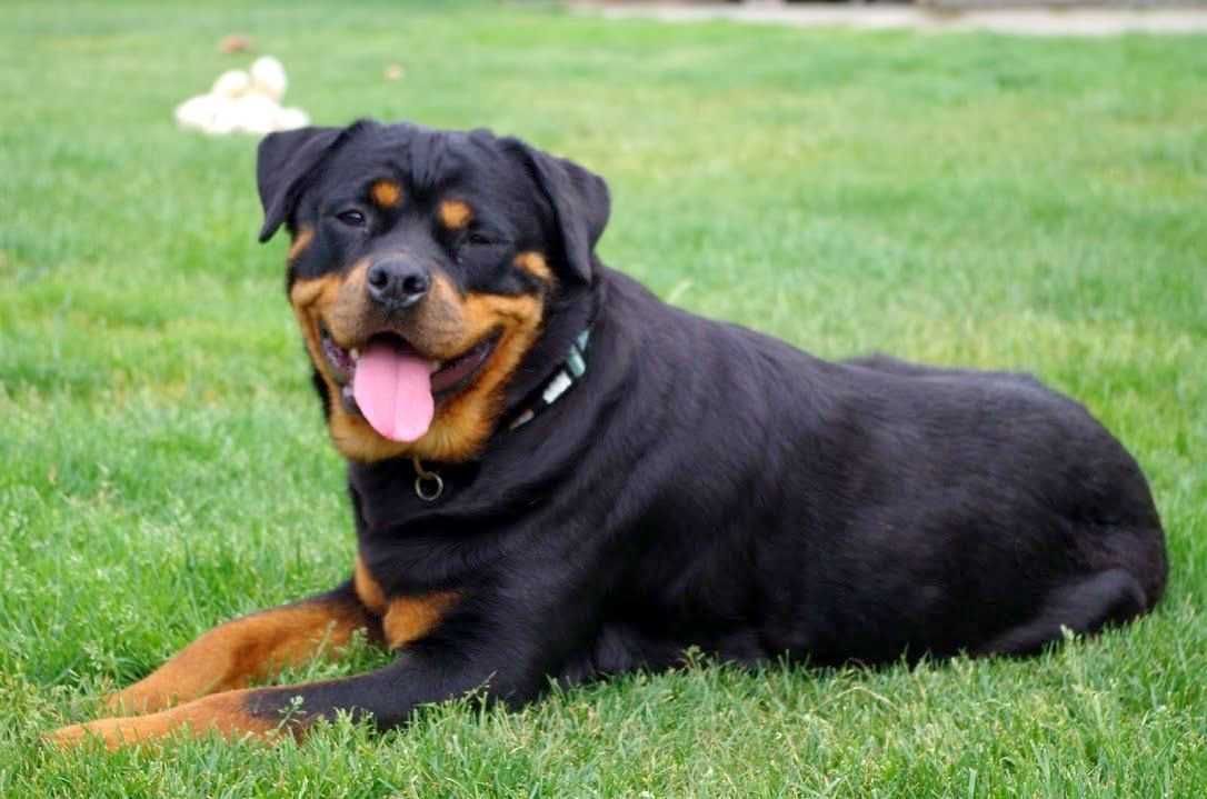 VIVA - suka rottweiler 2l z Ukrainy szuka dobrego opiekuna