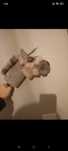 Hobby horse realistyk