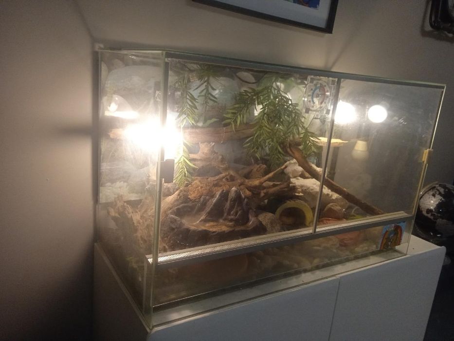 Wąż zbożowy półtora roczny