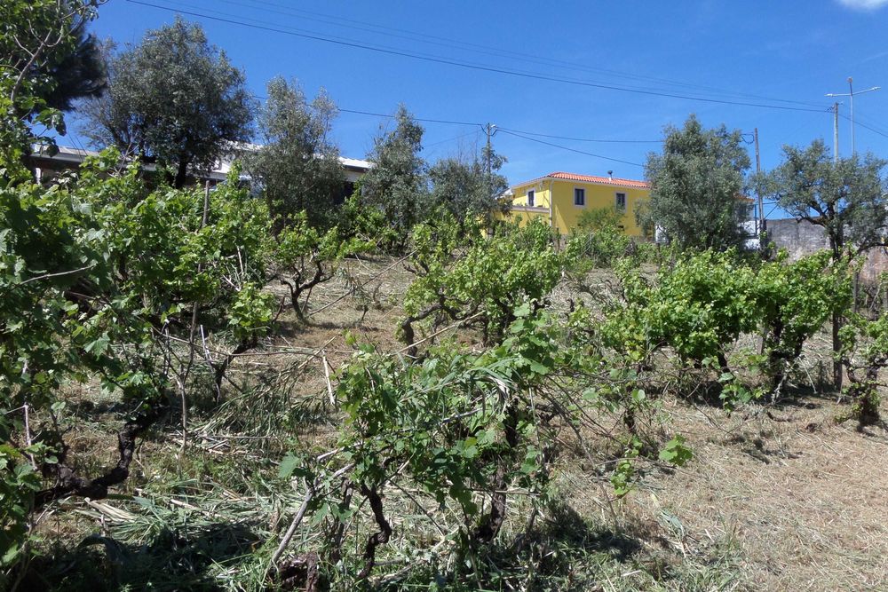 Terreno para moradia Miranda do Corvo