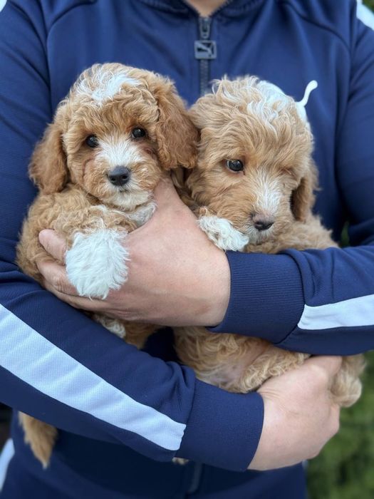 Розкішні Мальтипу готові до переїзду. Мальтипу ф1 Мальтипу ф2