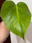 Monstera Marmorata pedowka z pieknego matecznika