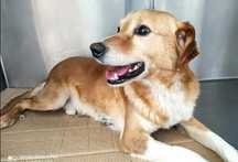 Adolfo- cachorro de porte médio para adoção