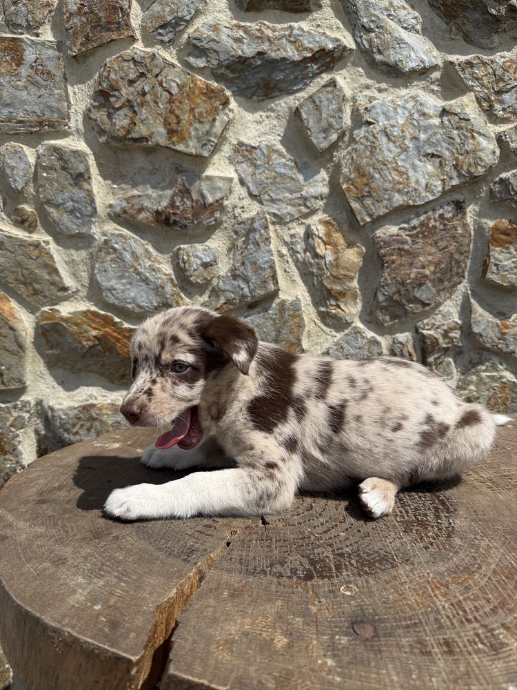 Border collie Merle