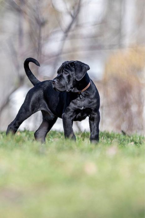 Дуже великі хлопчики Кане Корсо (Cane Corso Italiano)