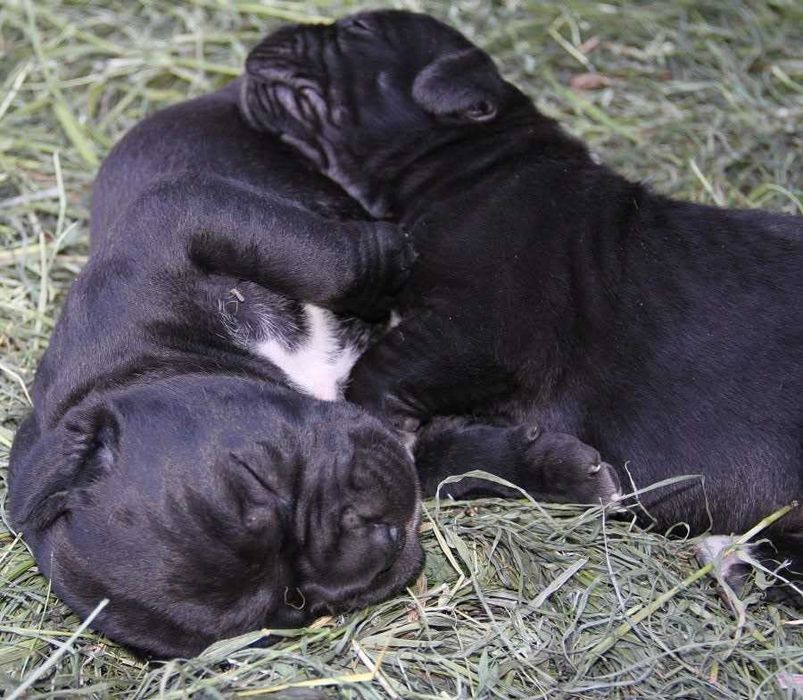 Питомник предлагает щенков Кане корсо