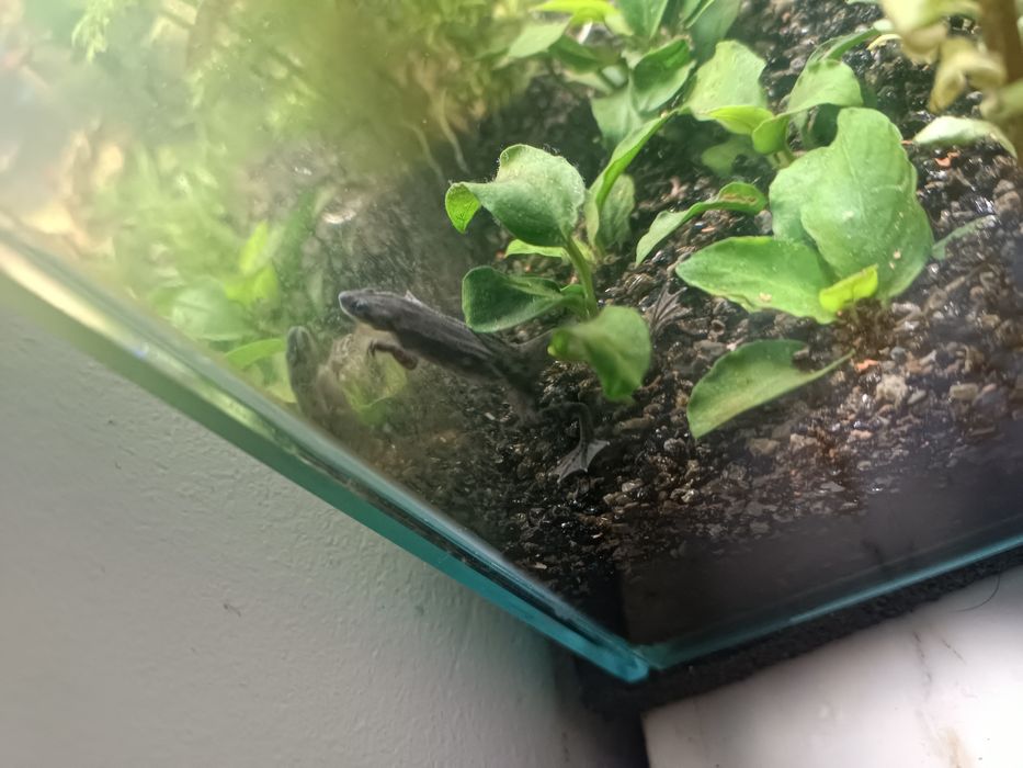 Peixe Rã ana africana 3-4cm para aquário