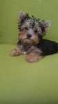 Yorshire Terrier suczka miniaturowa