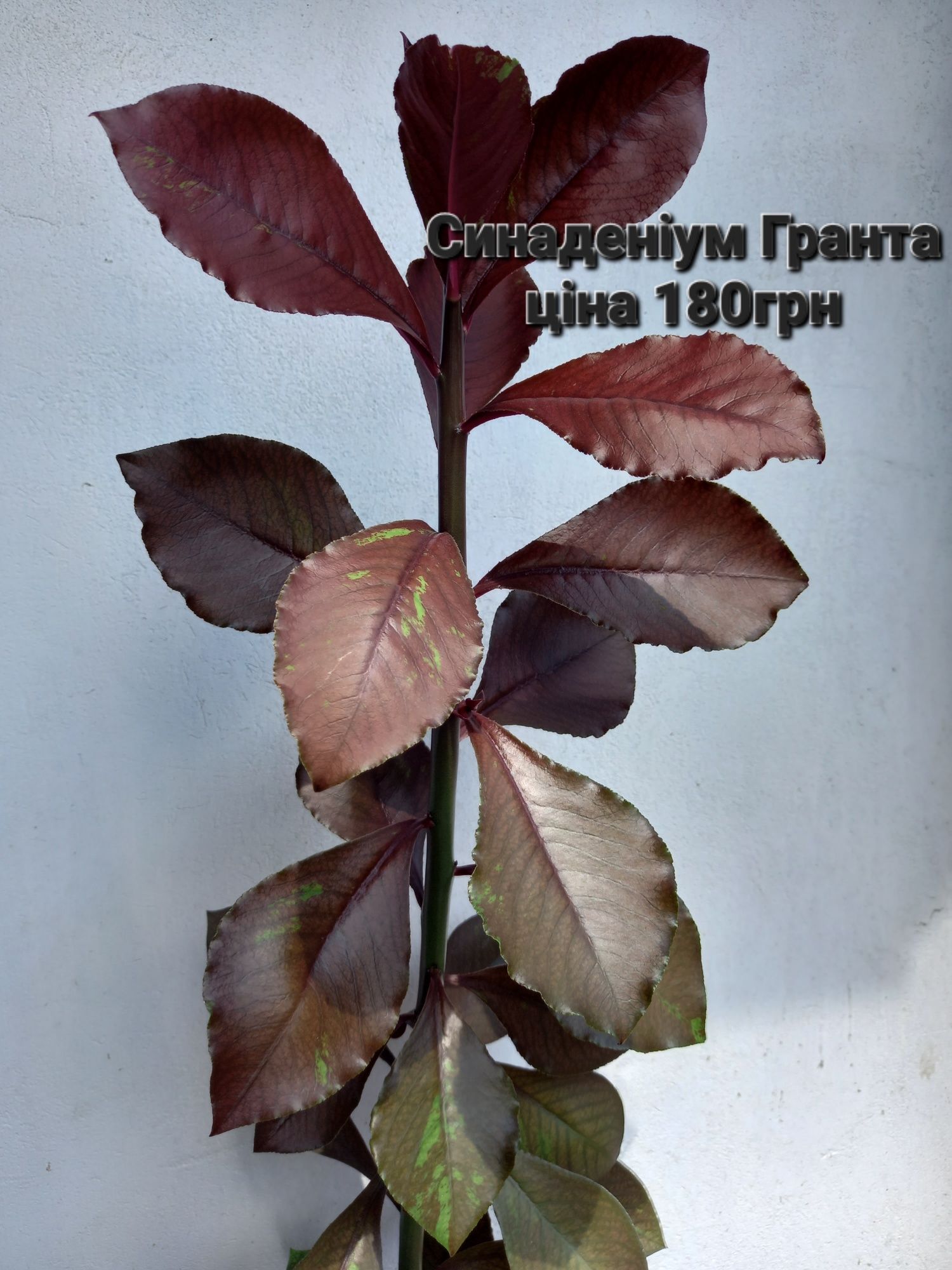Спатифілум, фікус, синаденіум, плектрантус