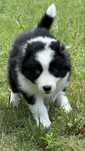 Border Collie - Leśna Polana