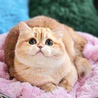 Золотая британская шиншилла кошечка кошка котята дівчинка хлопчик голу