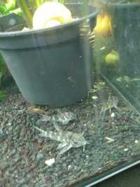 Rybki akwariowe kirysek pstry
