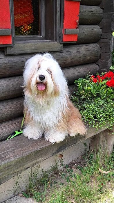Terier Tybetański szczenięta ZKwP piesek z hodowli z Helmowego Jaru