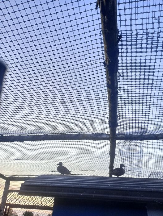 Parka  dzikich kaczek