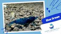15 camarões Neocaridina Blue Dream