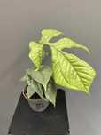 Monstera Amydrium Medium Silver