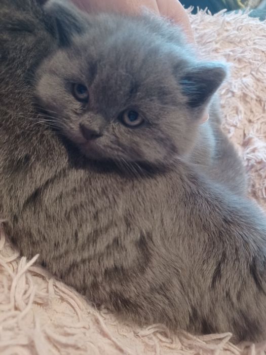 Продам кошенят шотландської породи