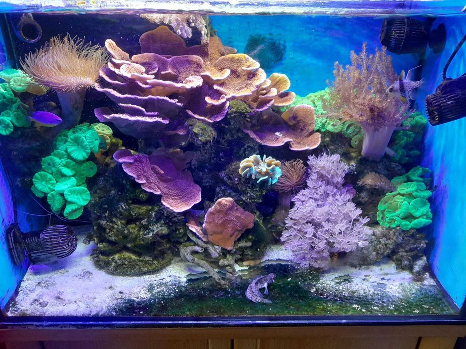 Akwarium Morskie 90l