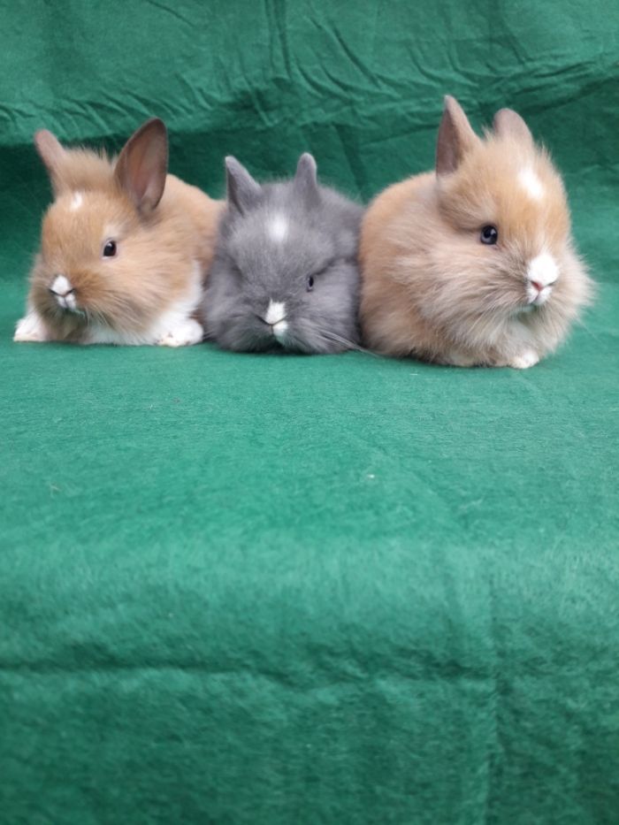 Декоративні кролики