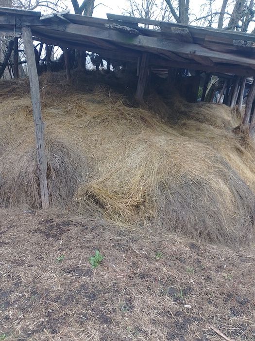 Продам Сино різнотрав'я ячмінь