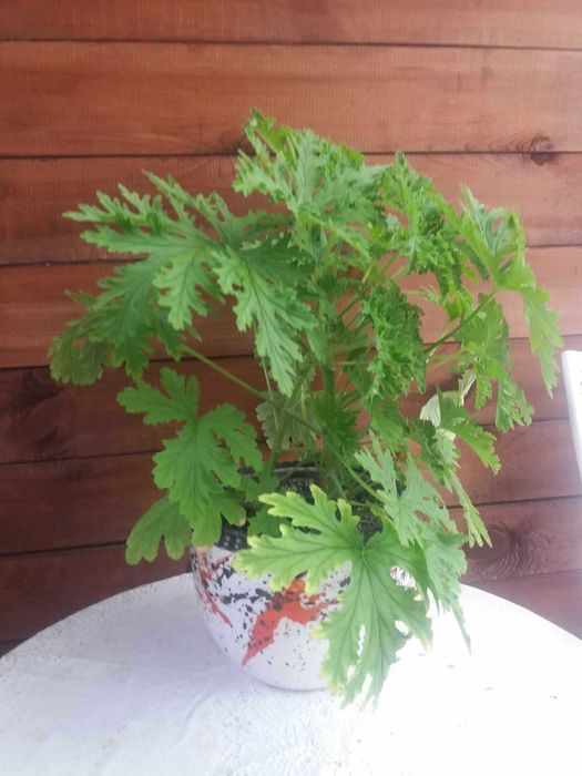 okazja geranium anginka na przyziebienia, geranium kwiat