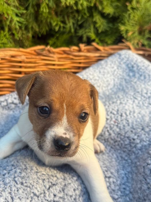 Jack Russell Terrier mini piesek w środku od#S M A R T I E *J A C K S#