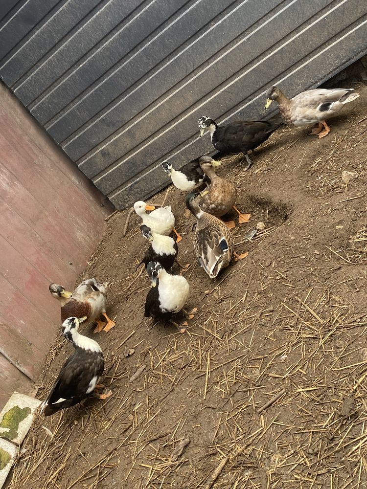 Call duck Pary i wolne kaczorki