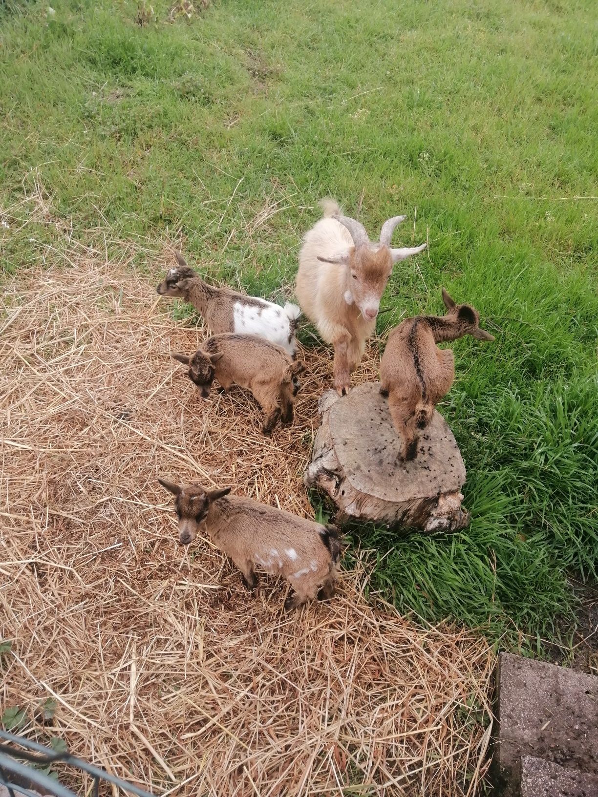 Vendo cabrito anão e cabritas anãs