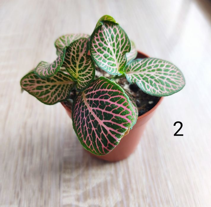Fitonia Mosaic Mistral