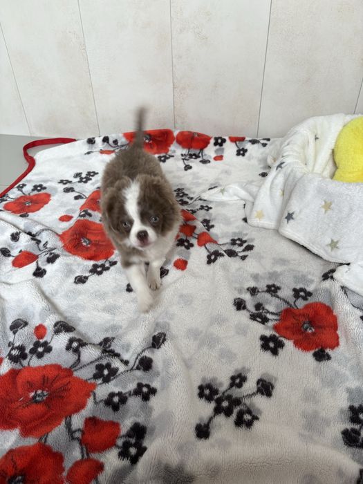 Chłopczyk chihuahua FCI