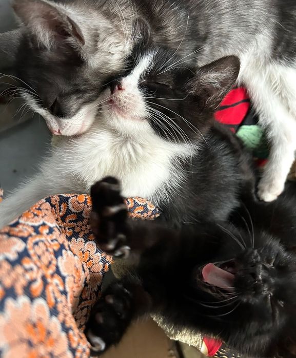 Młode koty szukają nowego domu