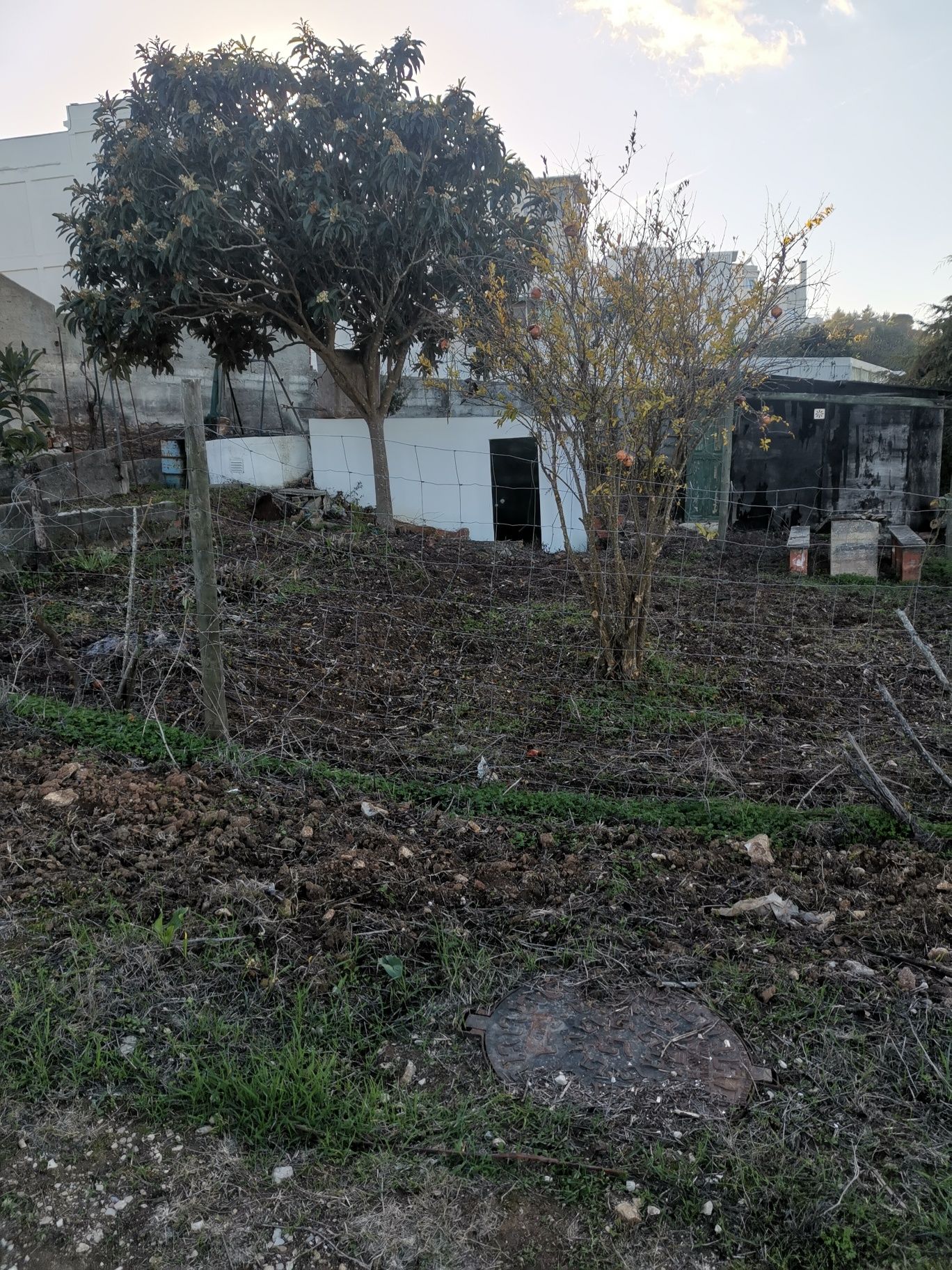 Quintinha em Sesimbra com árvores de fruta