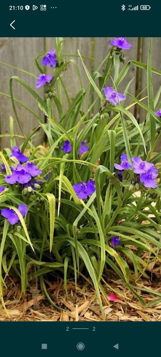 Традисканция цветущая, роза, цветы