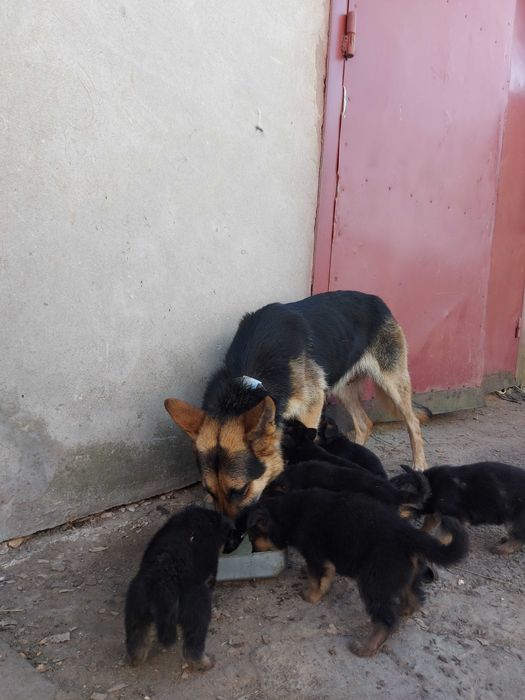 Цуценята німецької вівчарки