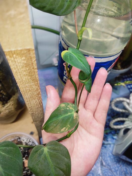 Филодендрон Миканс