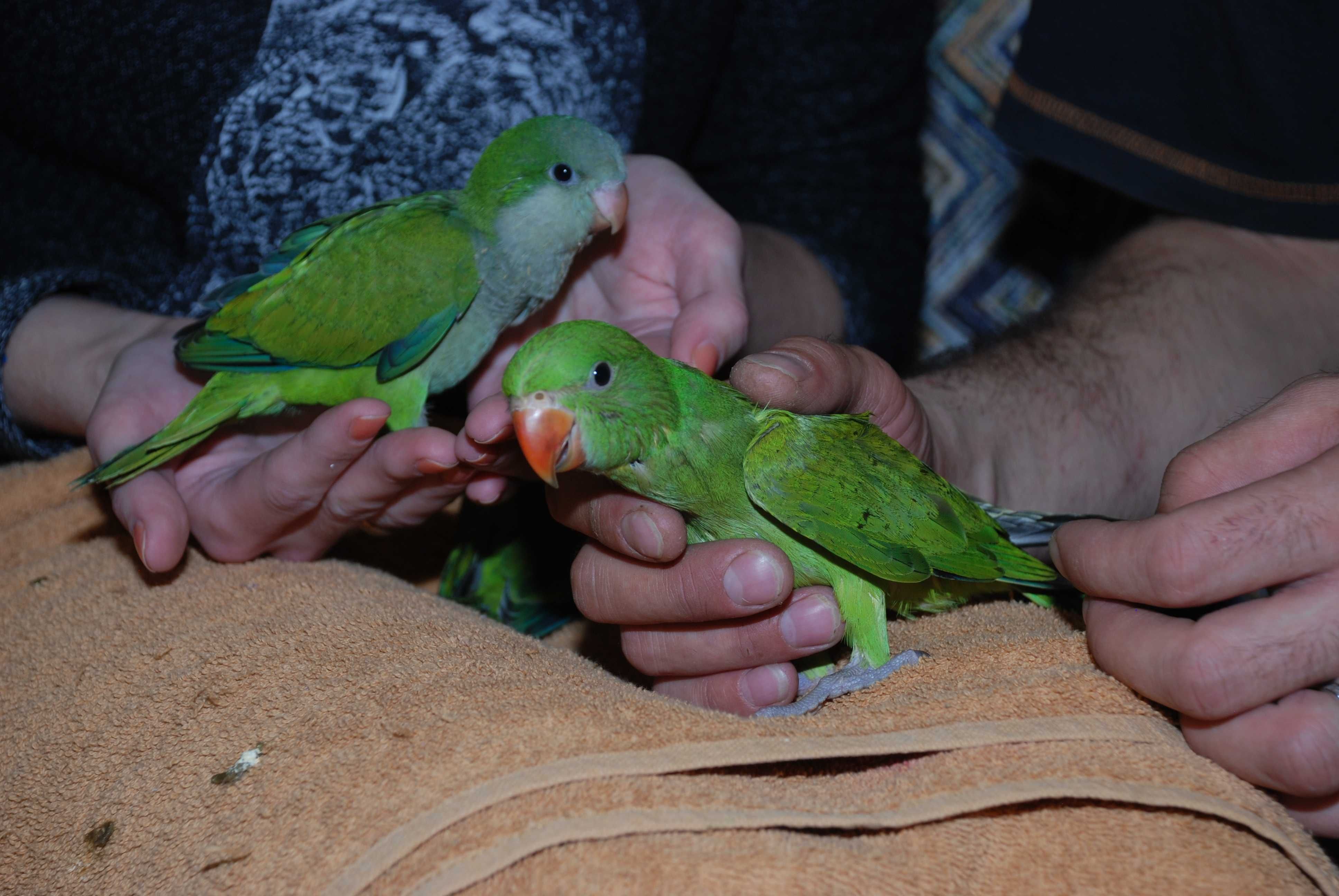 Зеленый монах попугай, ручные птенцы калита монах