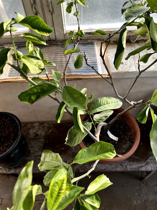 Продам цитрусове дерево (Лимон, Азербайджан, м. Шекі) 95 см - висота