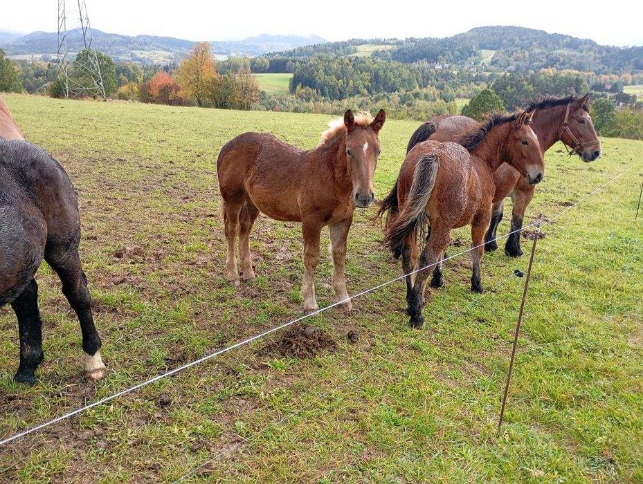 Ogierki zimnokrwiste typ sztum