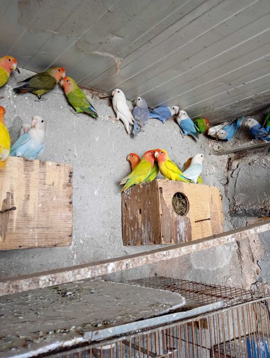 Vendo agapórnis de Qualidade