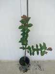 Araçá em vaso – fruto tropical exótico